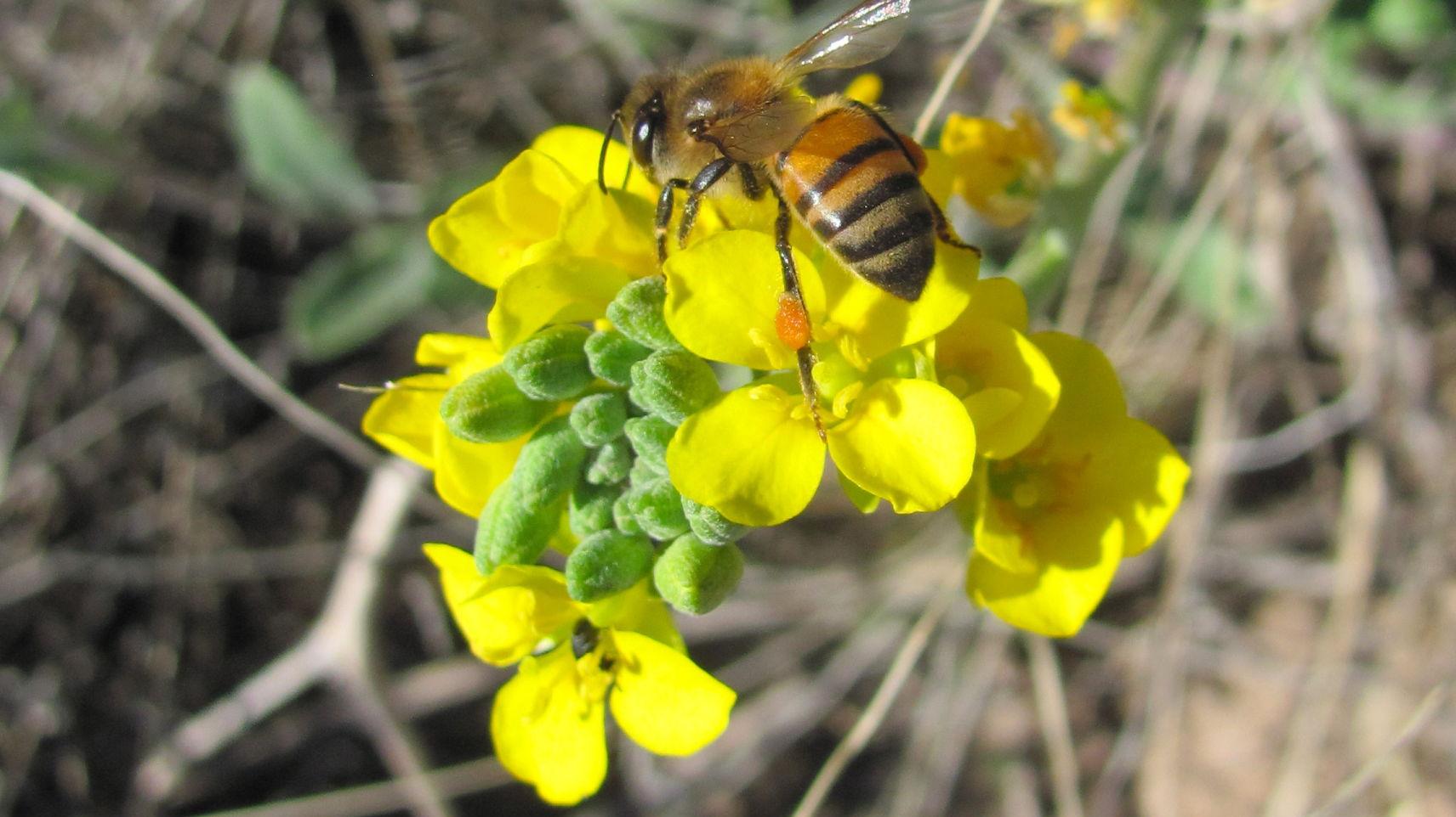 Bee and blooms